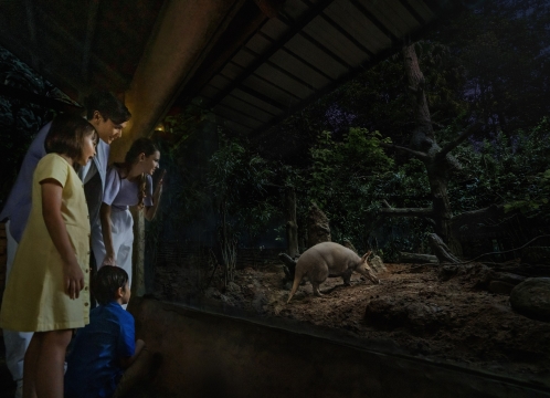 ナイトサファリ